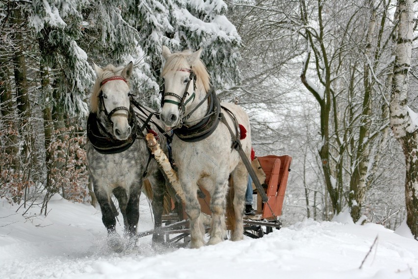 W okolicach Józefowa działa kilka stadnin koni, które zimą...