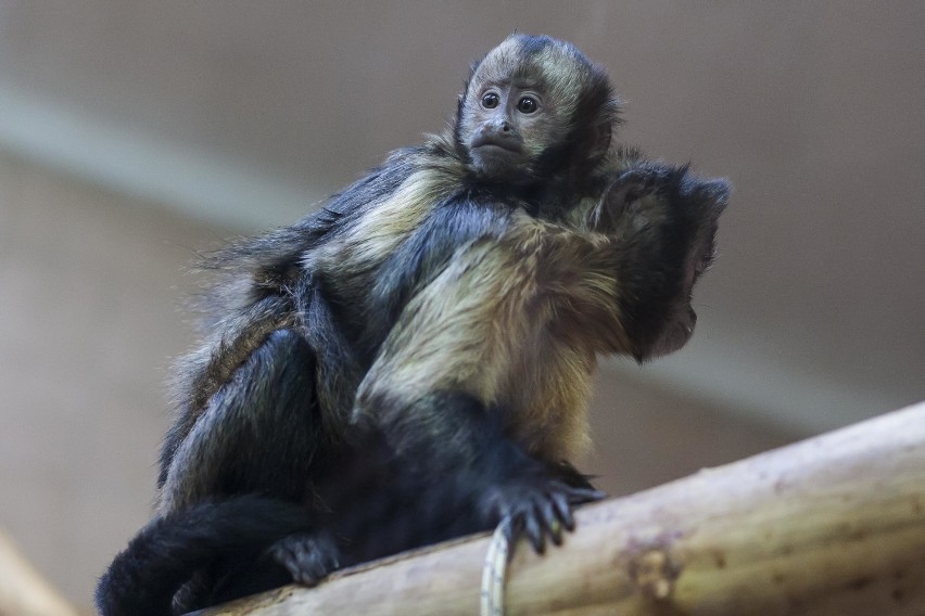 Prawdziwą perłą w gronie lokatorów ZOO na warszawskiej...