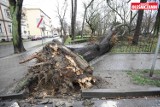 Zniszczenia w parkach i duże opóźnienia pociągów na trasie Oleśnica - Wrocław [AKTUALIZACJA]