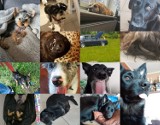 Dzień Kundelka. Zdjęcia psów czytelników portalu NaszeMiasto