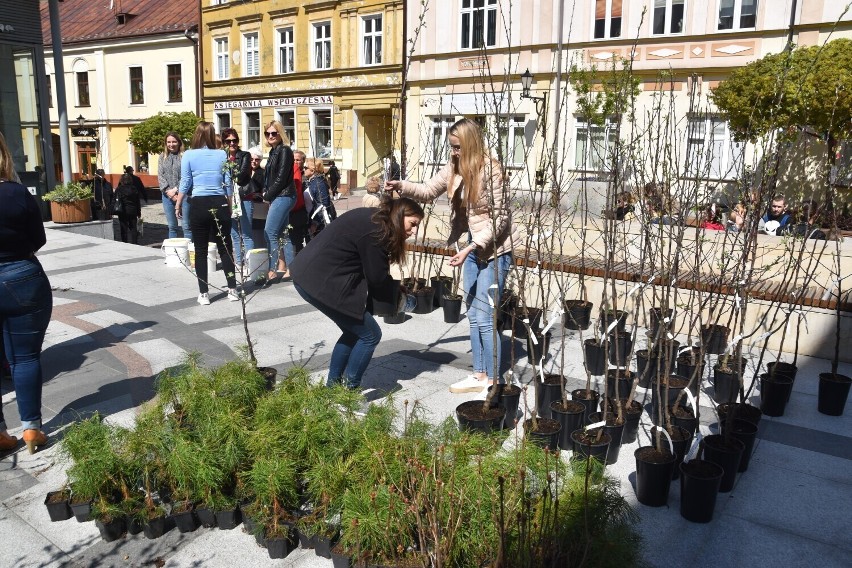 W Tarnowie będzie można wymienić zużyte baterie na sadzonki roślin doniczkowych. Akcja już w piątek przy Multimedialnym Centrum Artystycznym