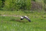 Bogata fauna i flora na dawnych zwałowiskach Kopalni Turów. Pogórnicze tereny tętnią życiem