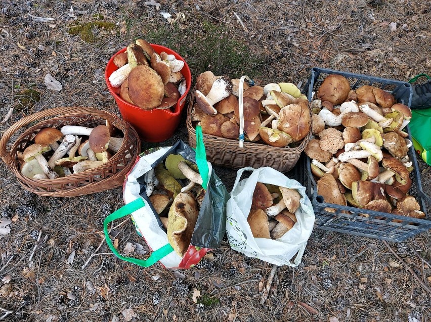Wałbrzyszanie zebrali w lasach pod Żaganiem 35 kg grzybów....