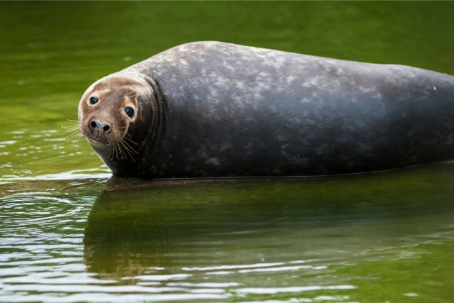 Zoo w Warszawie [Godziny Otwarcia, Ceny Biletów, Dojazd]