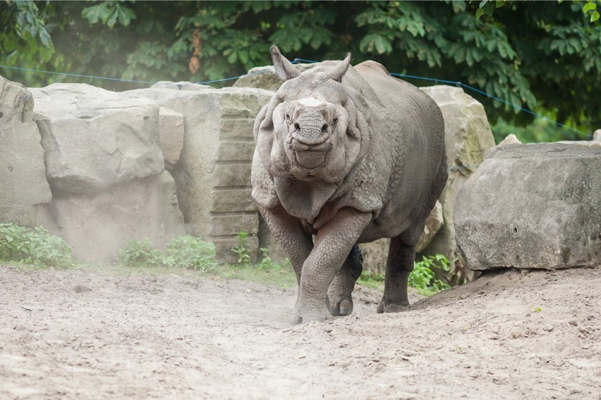 Zoo w Warszawie [Godziny Otwarcia, Ceny Biletów, Dojazd]