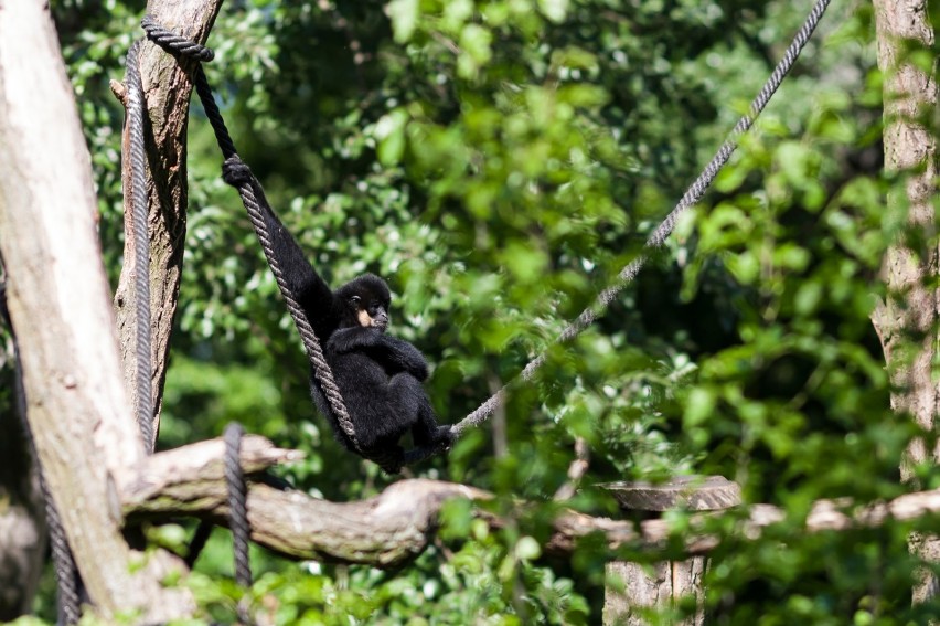 Zoo w Warszawie [Godziny Otwarcia, Ceny Biletów, Dojazd]