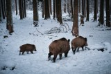 Afrykański pomór świń w okolicach Zielonej Góry. Wirus rozprzestrzenił się też na inne powiaty. Nadleśnictwa stawiają ogrodzenia