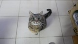 Śliczne koty ze Schroniska dla Zwierząt Małych w Dłużynie Górnej polecają się do adopcji (ZDJĘCIA)