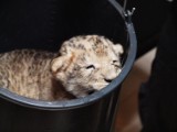 Lew MOCO nowym mieszkańcem gdańskiego zoo [ZDJĘCIA, VIDEO] 