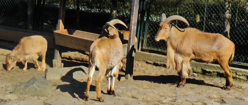 ZOO Kraków. Zwierzaki cieszą się ze słonecznej pogody