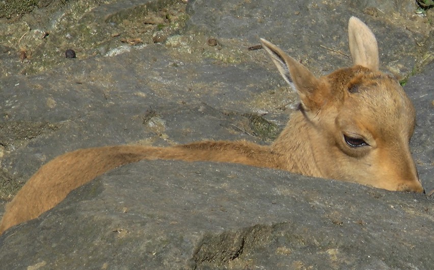 ZOO Kraków. Zwierzaki cieszą się ze słonecznej pogody