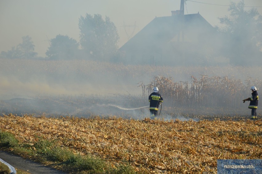 Pożar pola kukurydzy. 4 zastępy straży pożarnej w akcji [zdjęcia, wideo]
