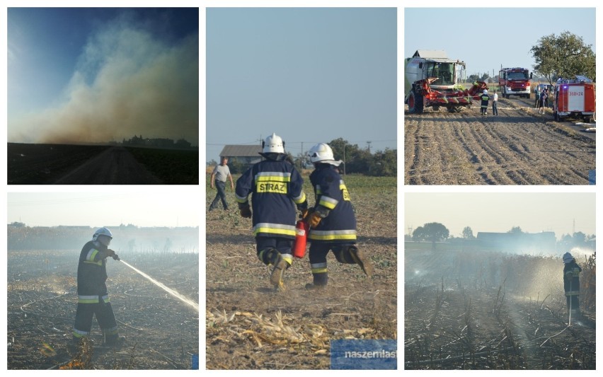 Pożar pola kukurydzy. 4 zastępy straży pożarnej w akcji [zdjęcia, wideo]