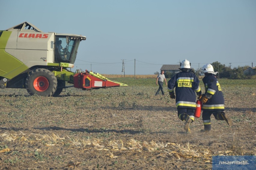 Pożar pola kukurydzy. 4 zastępy straży pożarnej w akcji [zdjęcia, wideo]