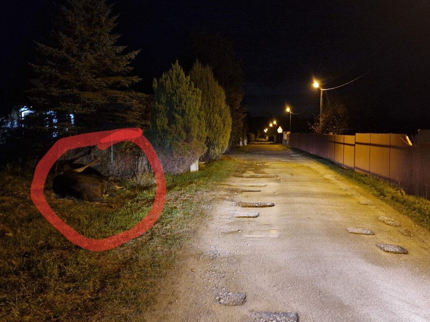 Martwy łoś z odrąbanym łbem leżał przy domach w Szpetalu...