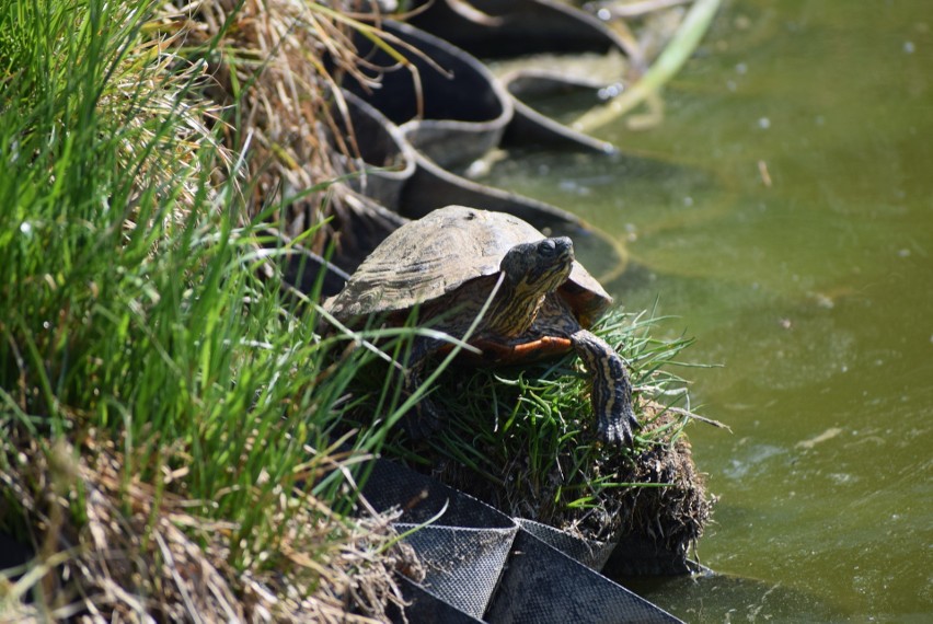 W Sieradzu są żółwie. We wtorek wygrzewały się na słońcu! - ZDJĘCIA