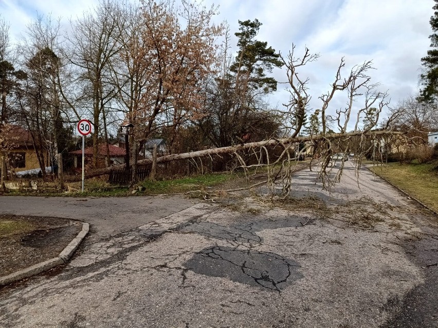 Połamane drzewa i konary. Interwencje strażaków we Włocławku i powiecie włocławskim [zdjęcia]