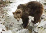 Niedźwiedzie z Tatrzańskiego Parku Narodowego "obserwują" turystów. To ich dzielnia