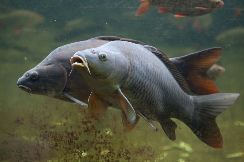 Ryby

Ryby bardzo długo były uznawane za zwierzęta mało...