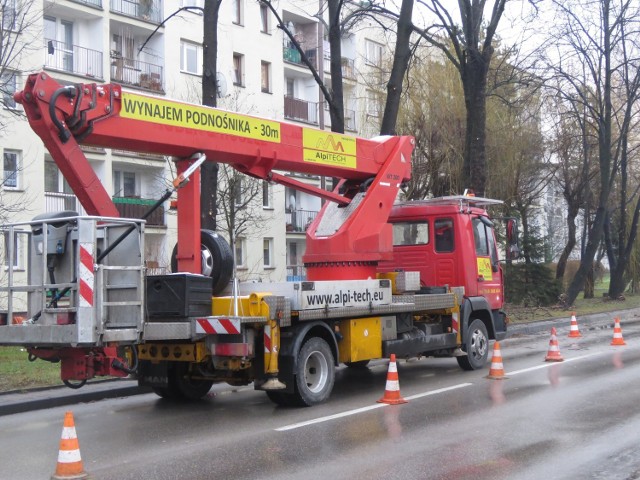 Służby miejskie porządkują drzewostan