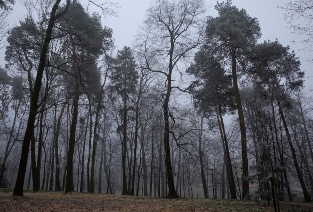 Park Zdrojowy w Swoszowicach