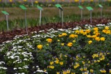 Ogródki, działki i sady to miejsca, które wiosną proszą się o gruntowne porządki