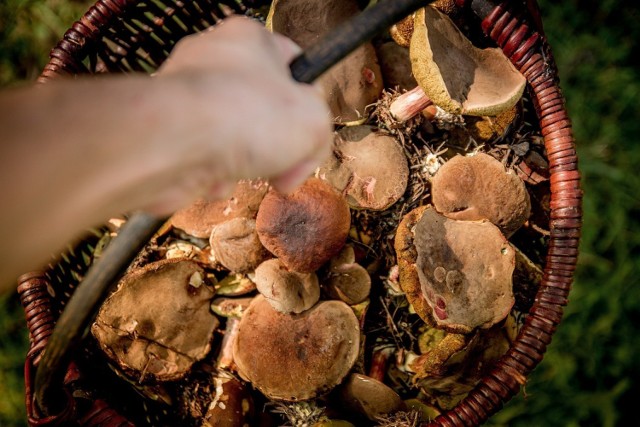 Okolice Węglińca są dobrze znane miłośnikom zbierania grzybów.

