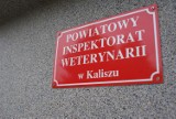 Nielegalne masarnie działały w Kaliszu i powiecie kaliskim