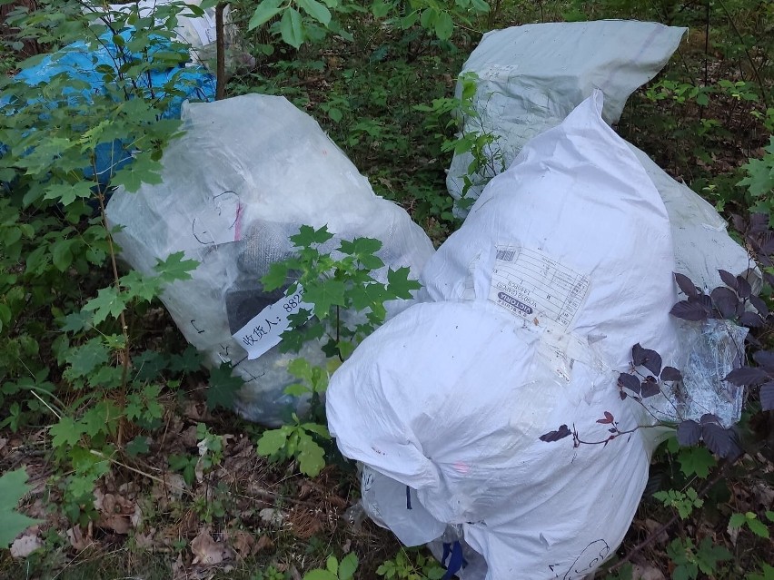 W lesie, w pobliżu m. Skoki, ktoś wyrzucił śmieci.