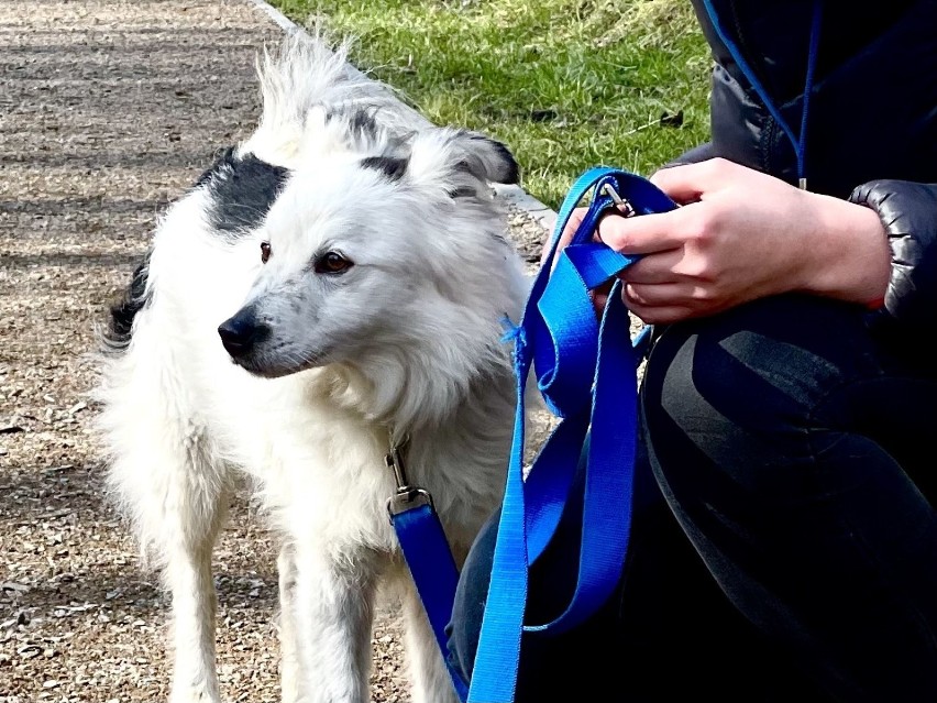 Fado

Zobacz psy, które czekają na adopcje w sosnowieckim...