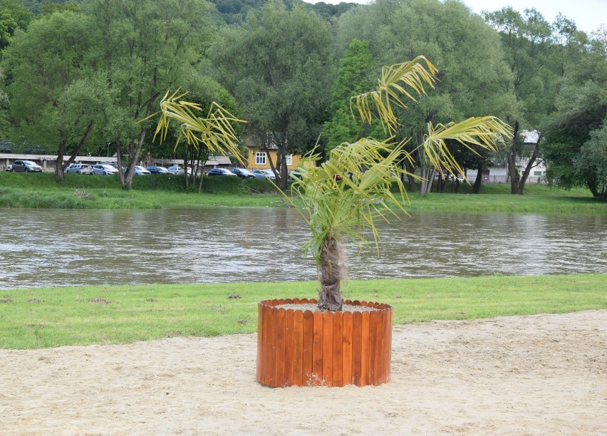 W Sanoku powstała piaszczysta plaża. Wzrok przyciąga stojąca na środku palma [ZDJĘCIA]