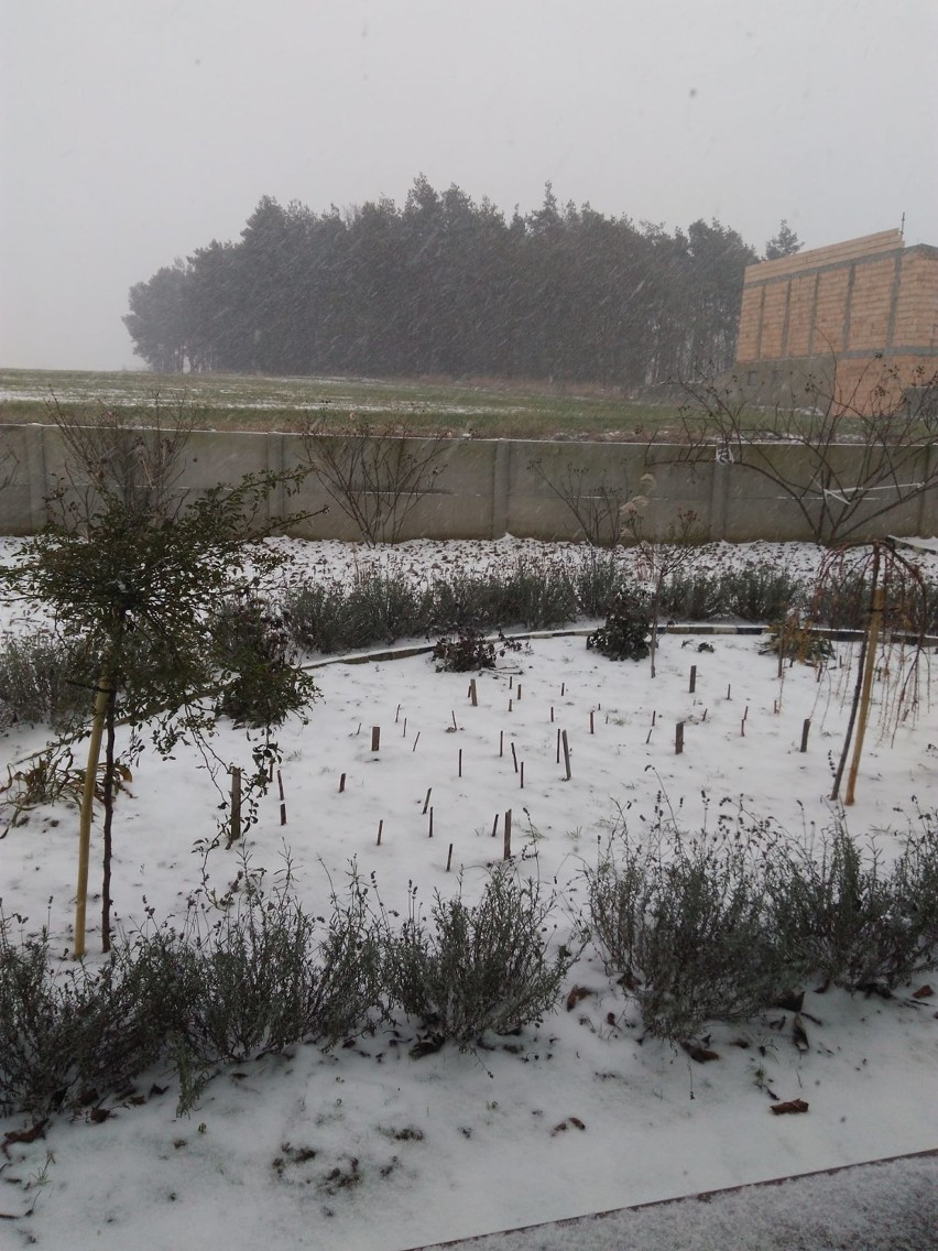 Zima w Pleszewie nie potrwa długo. Do kiedy będziemy się cieszyć ze śnieżnej aury? ZDJĘCIA
