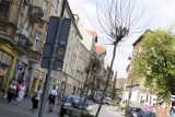 Drzewa usychają w miastach? Również w Toruniu. Winna jest nie tylko susza - twierdzi ekspert arborysta z fundacji Zielone Kujawy