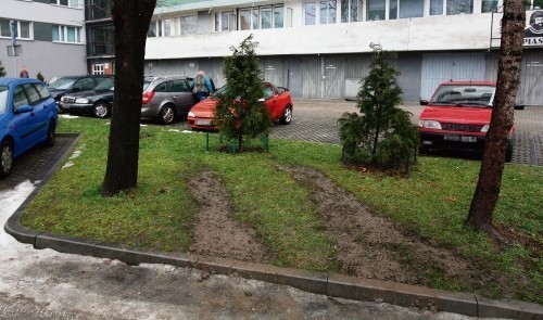 Tak wygląda trawnik na  katowickim osiedlu Tysiąclecia, gdzie kierowca zaparkował  swój samochód.