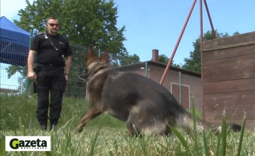 Najlepsze policyjne psy we Wrocławiu [FILM]