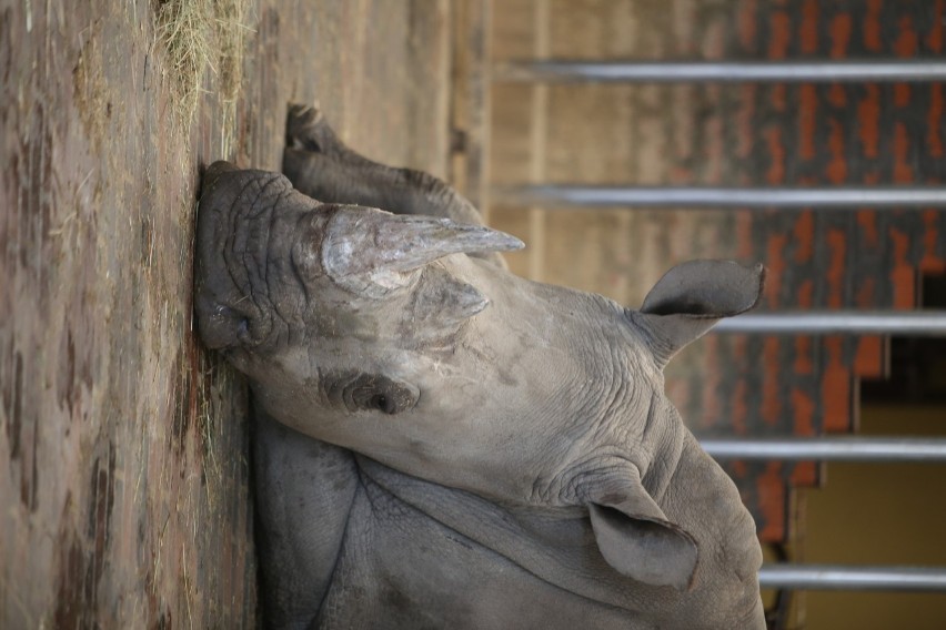 Nambi zostanie parą z nosorożcem Zulusem
