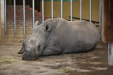 Chorzów: Do zoo przyjechała samica nosorożca - Nambi [ZDJĘCIA]