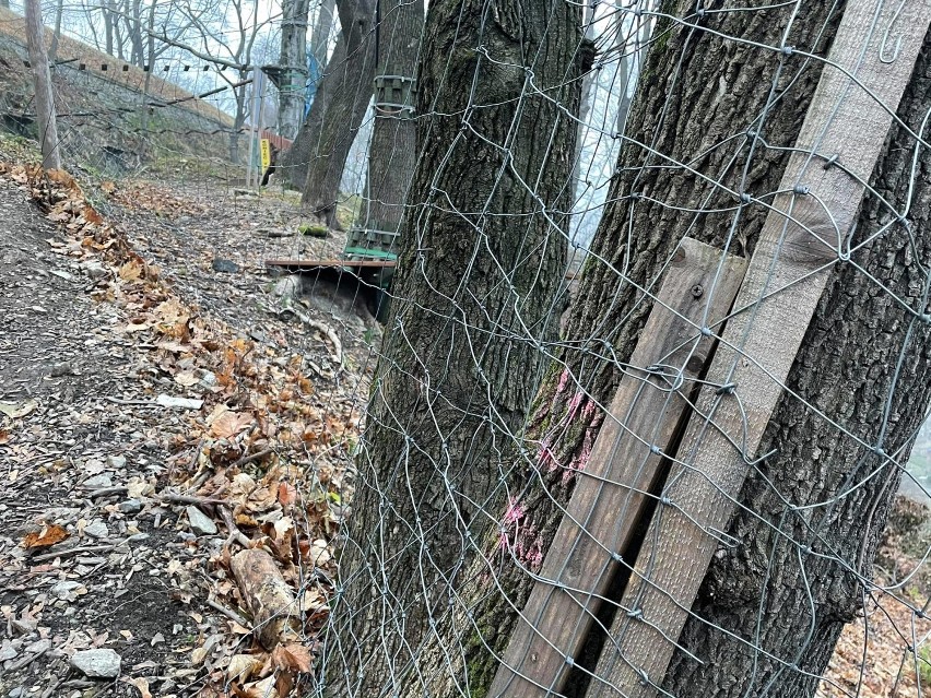 Uszkodzone drzewa na terenie Parku Linowego na Twierdzy Kłodzko