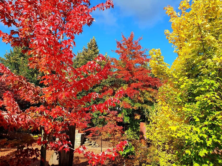 Ogrody Kapias w Goczałkowicach czarują jesienią! O tej porze roku jest tam przepięknie