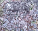 Ktoś zabił dwa wilki i zakopał je w lesie na północ od Kostrzyna. Policja i prokuratura badają sprawę. Leśnicy i przyrodnicy w szoku!