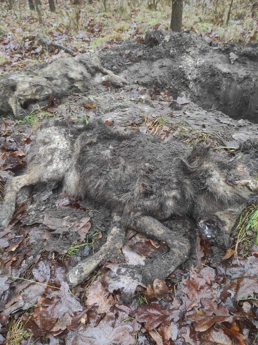 O sprawie została powiadomiona policja i Regionalne Dyrekcja...