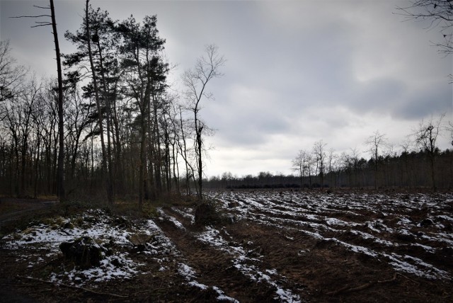 Lasy wokół Kędzierzyna-Koźla czeka wycinka. Mieszkańcom się to nie podoba, nadleśnictwo mówi, że nie ma innego wyjścia. Skala ma być jednak ograniczona.