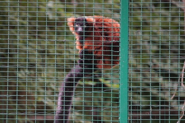 Ogród zoologiczny w Poznaniu pozostanie zamknięty do 11 kwietnia.