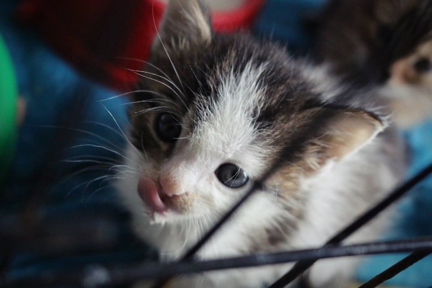 Te kotki szukają domów! Zobacz zdjęcia podopiecznych Fundacji pod Psią Gwiazdą 
