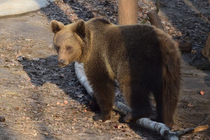 W zoo w Poznaniu już nie ma małej niedźwiedzicy... [ZDJĘCIA]