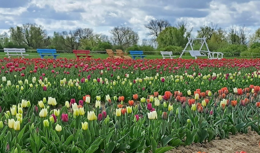 Tulipanowy ogród "O Rany, Tulipany" w Błotniku wystartował....