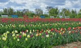 O Rany, Tulipany w Błotniku! Tulipanowy ogród już działa. Można rwać tulipany i tworzyć własne bukiety