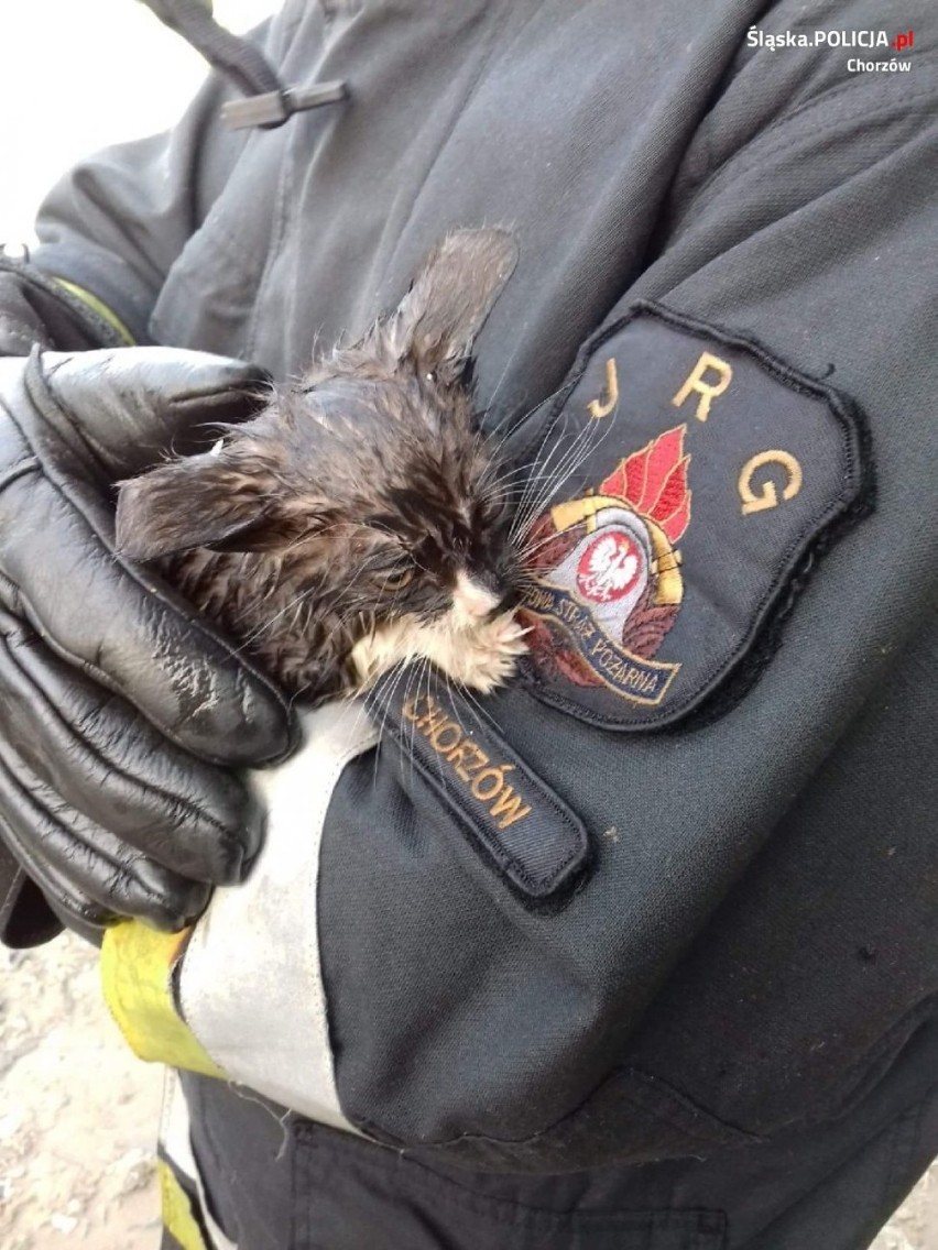 Przyjaciele uratowali kotka z pożaru i znaleźli dla niego...