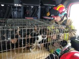Gm. Miłoradz. Kot uwolniony przez strażaków z wiatraka. Utknął na wysokości 130 metrów