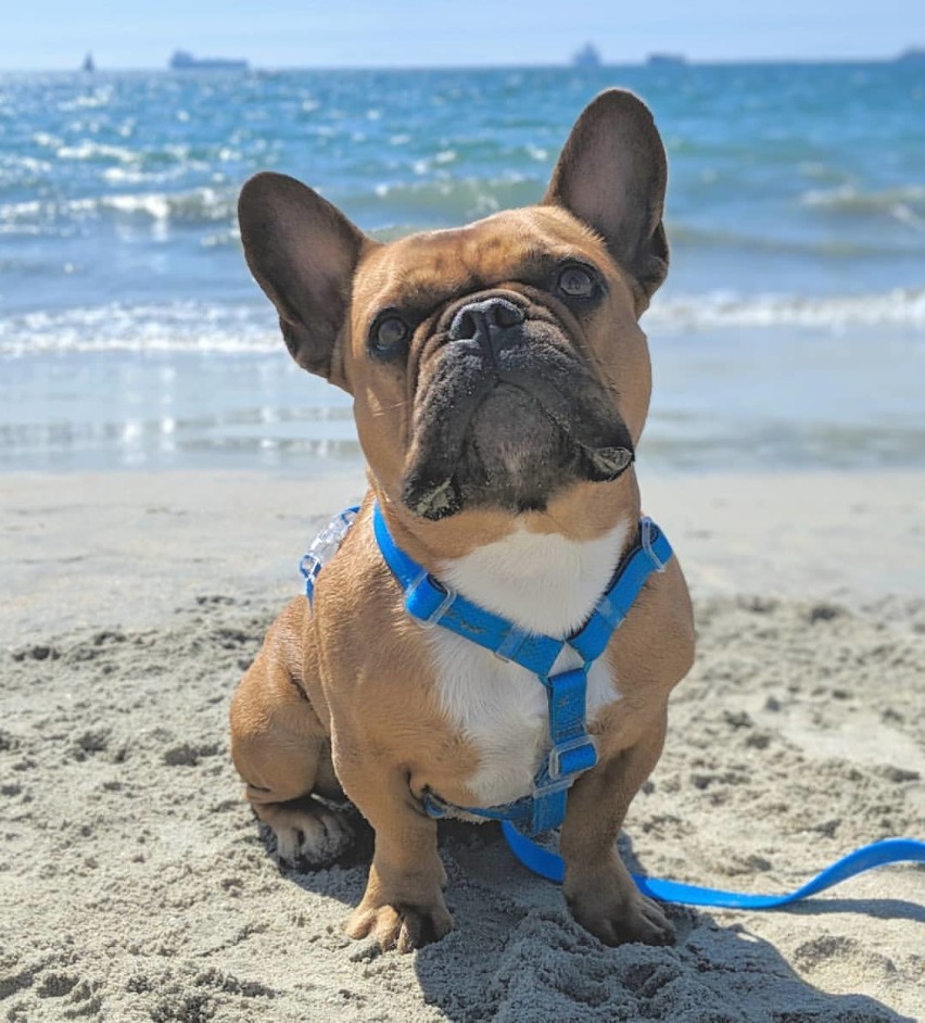 Czy Twój pies jest już gotowy na wakacyjne podróże?                
